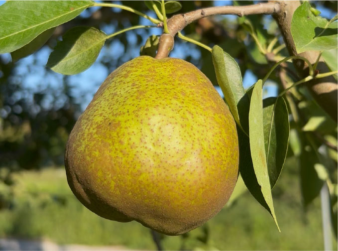 ラ・フランスの果実
