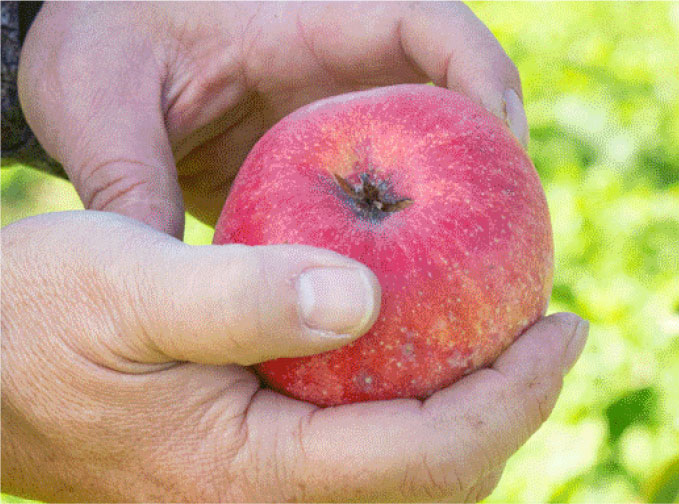 ラ・フランスの果実
